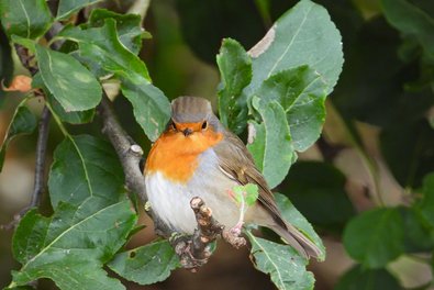 small bird sitting in a bush