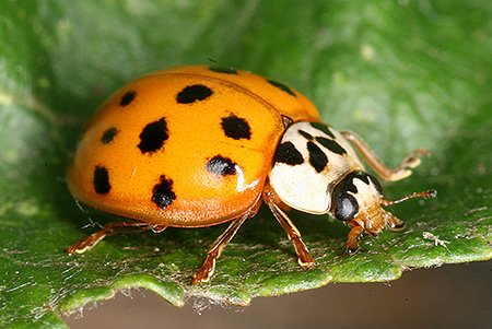 Asiatischer Marienkäfer