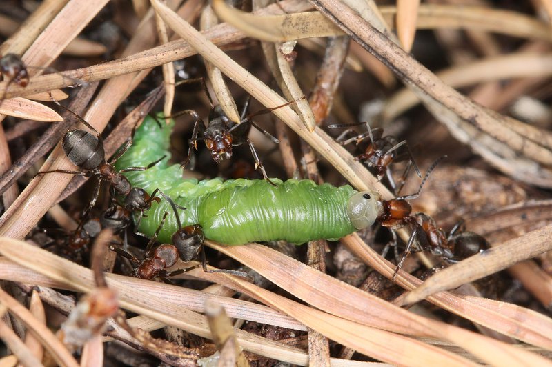 Eine Gruppe von Waldameisen trägt eine erbeutete Blattwespenraupe ins Nest