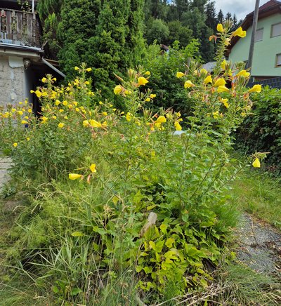Strauch mit gelben Blüten