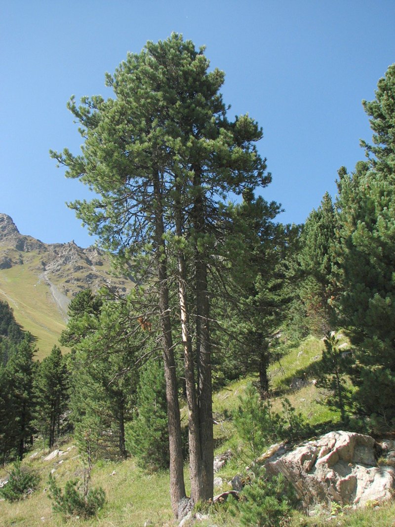 Die Arve Königin der Alpen