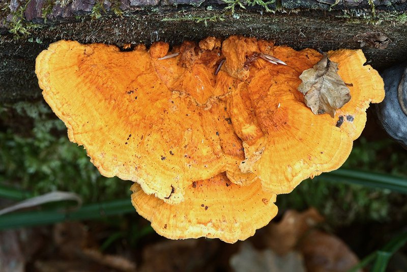 polypore splendide (Pycnoporellus fulgens)