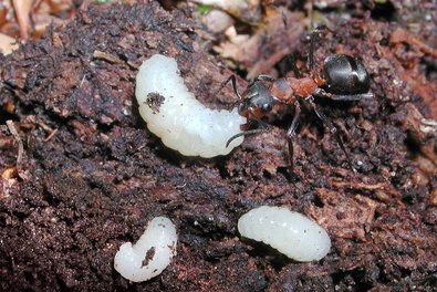formica operaia cerca di mettere in sicurezza le larve