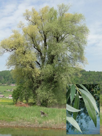 Saule blanc (Salix alba)