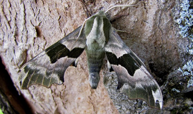 large moth