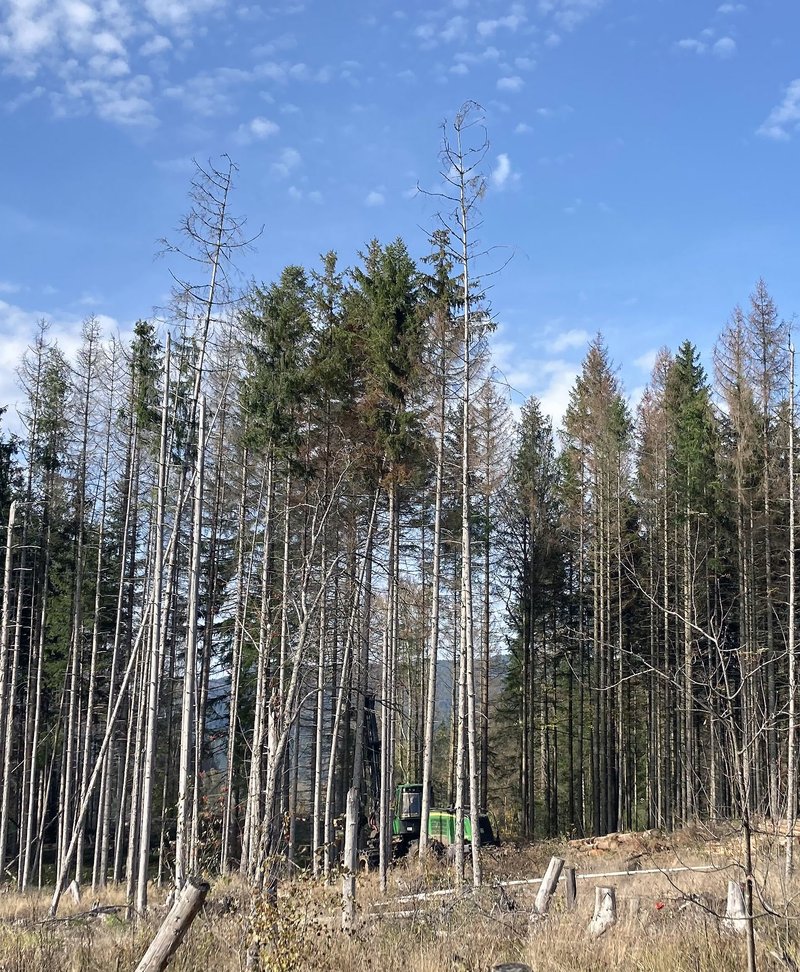 Abb. 4: Die Sanierung von Überwinterungsbäumen der Borkenkäfer ist über den Herbst und Winter wie hier mit einem Vollernter eine wichtige Aufgabe zur Absenkung der Populationsdichte im nächsten Frühjahr (Foto: FVA BW/Delb).