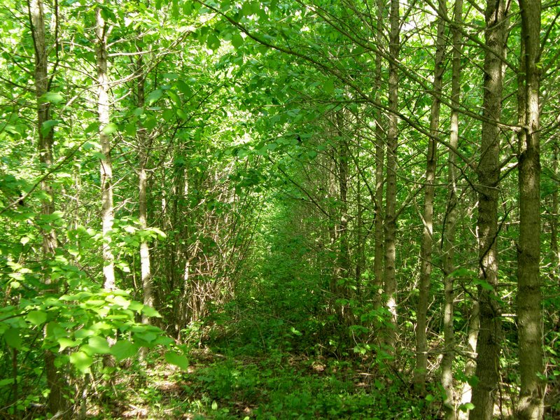 Baumhasel