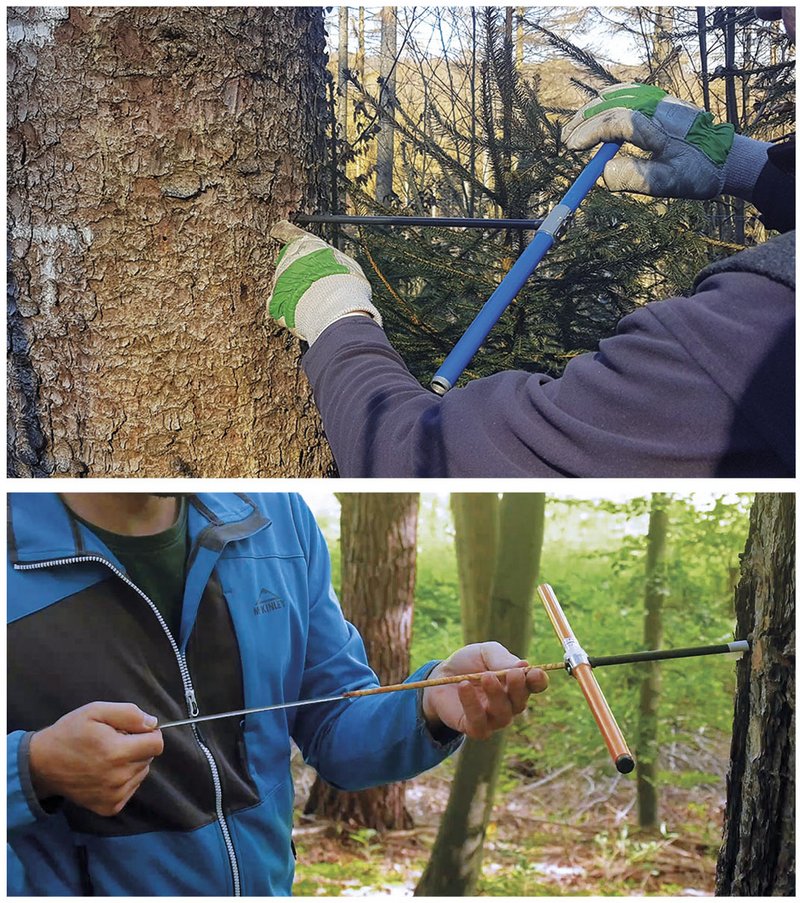 Das obere Foto zeigt das Eindrehen des Bohrers in den Stamm. Das untere Foto zeigt den gewonnenen Bohrspahn im Bohrer.