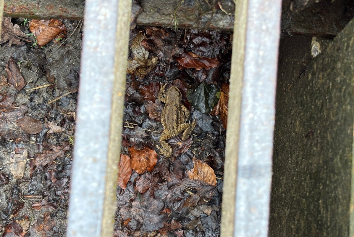 Eine Kröte ist in einen Weiderost gefallen