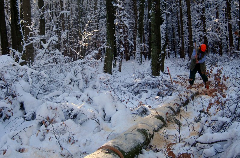 Waldarbeiter entastet einen Baum im winterlichen Wald