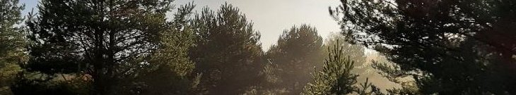 Herbststimmung mit Kiefern