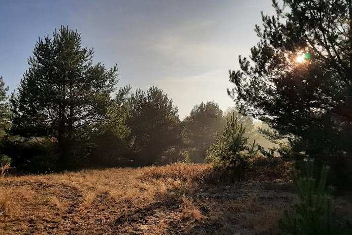 Herbststimmung mit Kiefern