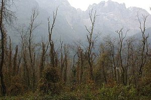 Grauerlensterben in Osttirol