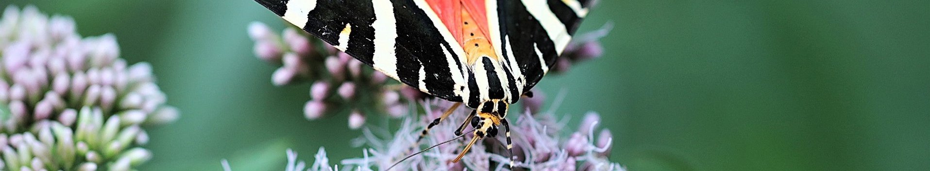 ein bunter Schmetterling