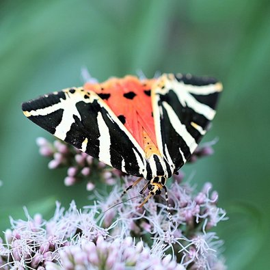 ein bunter Schmetterling