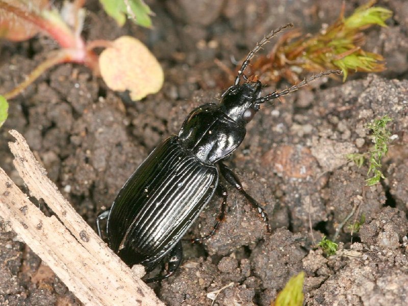 Viergrubiger Grabkäfer (Pterostichus quadrifoveolatus)