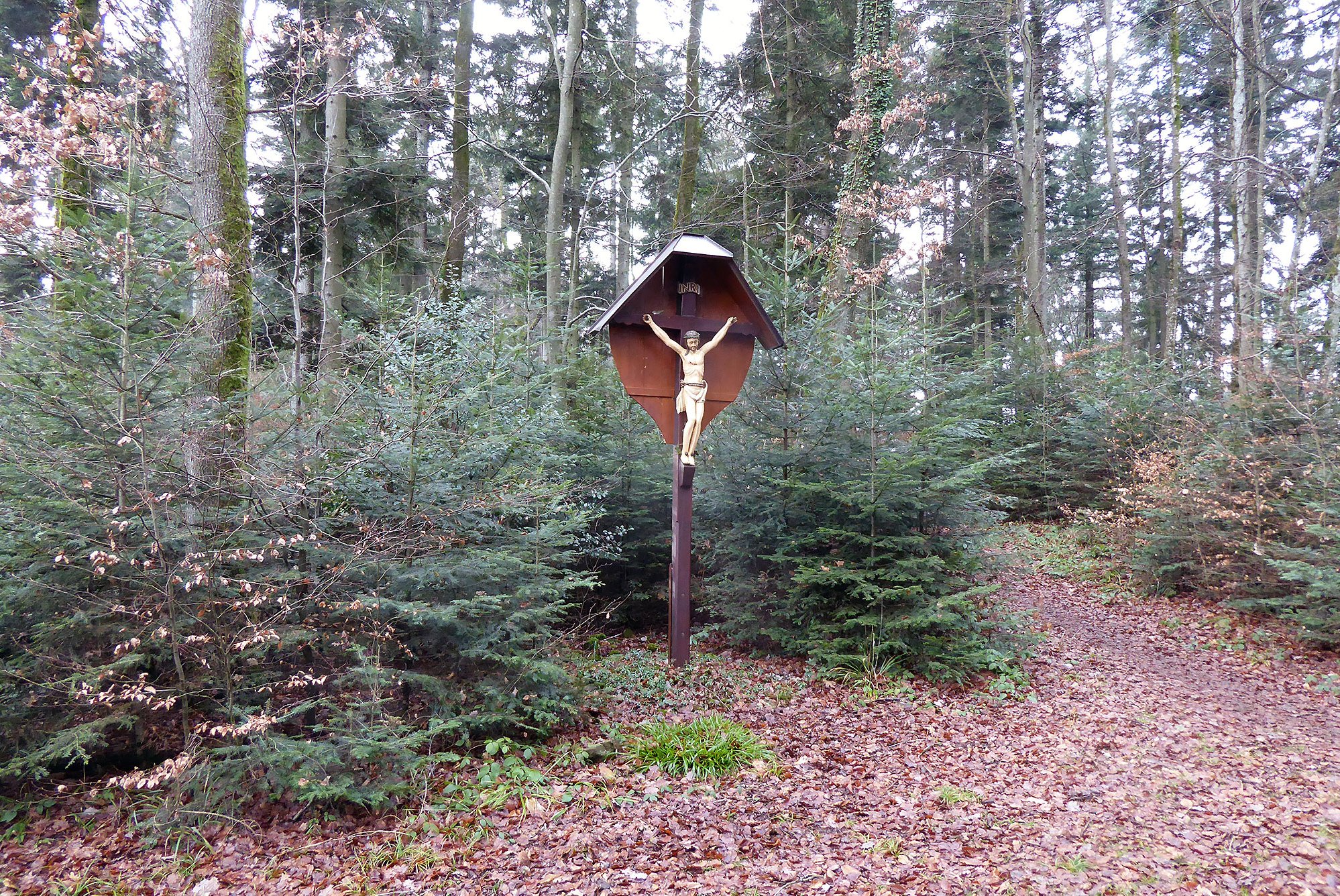 Das Gebiet „Luser“ im Schwarzwald war rund 600 Jahre waldfrei. Aufforstung und Pflege entwickelten es zu einem idealtypischen Buchen-Tannen-Fichtenwald.