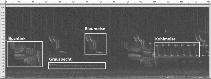 Spektogram, das den Vogelgesang von Buchfink, Grauspecht, Blaumeise und Kohlmeise zeigt.