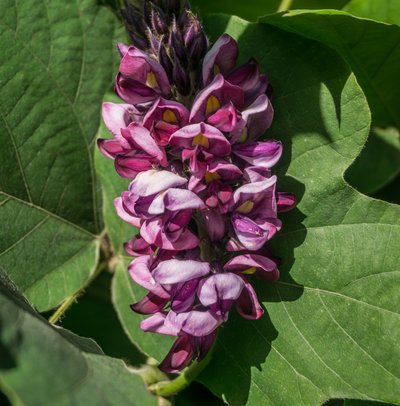 Blüte der Kudzu-Pflanze