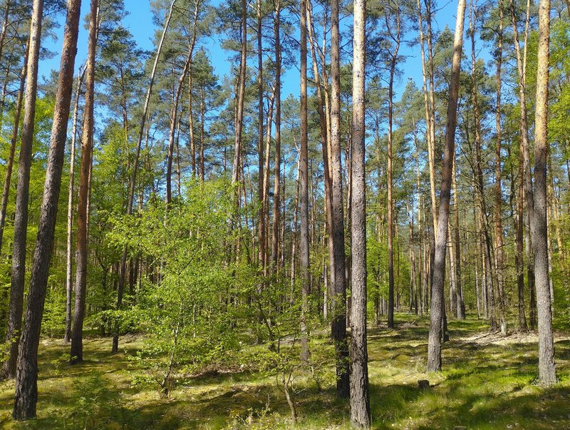 Die Überführung von Kiefernwäldern in vielfältige Mischwälder zeigt, wie Waldbewirtschaftung aktiv auf Unsicherheit reagiert und Anpassungsfähigkeit stärkt.