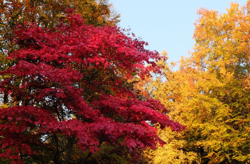 Trees glowing red and yellow