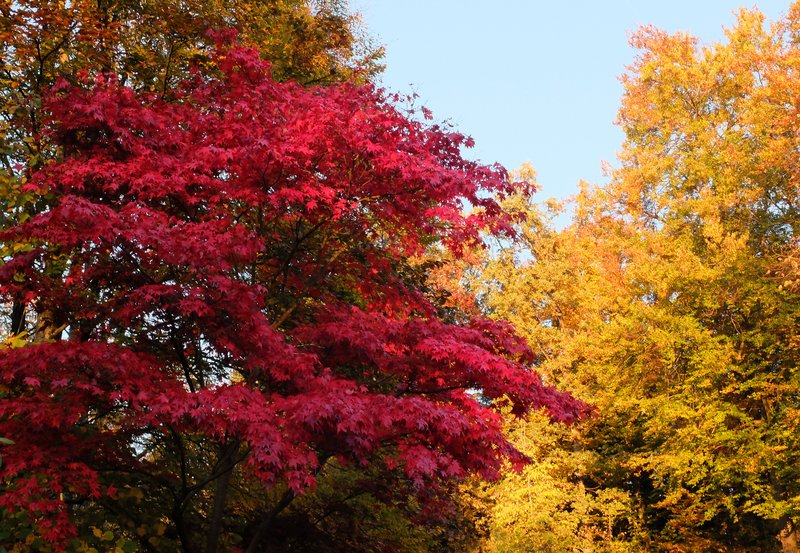 rot und gelb leuchtende Bäume