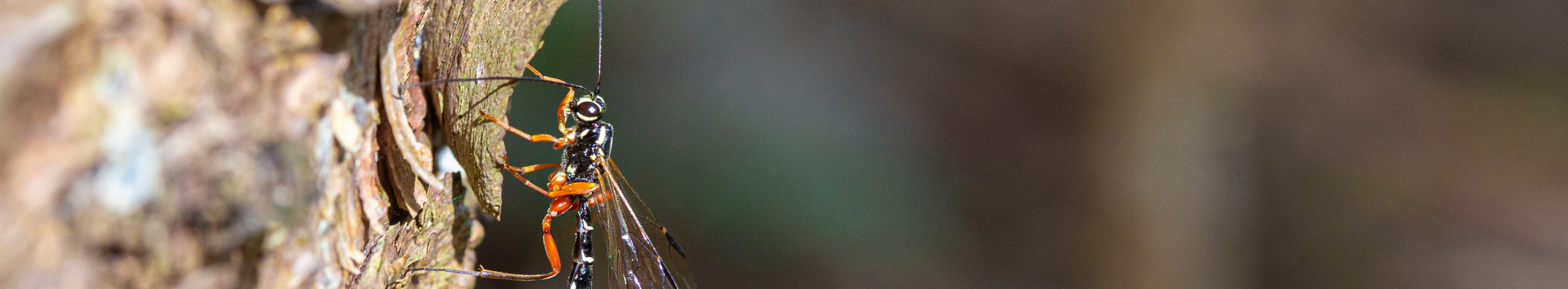 weitestgehend schwarze Wespe mit langgestrecktem Hinterleib