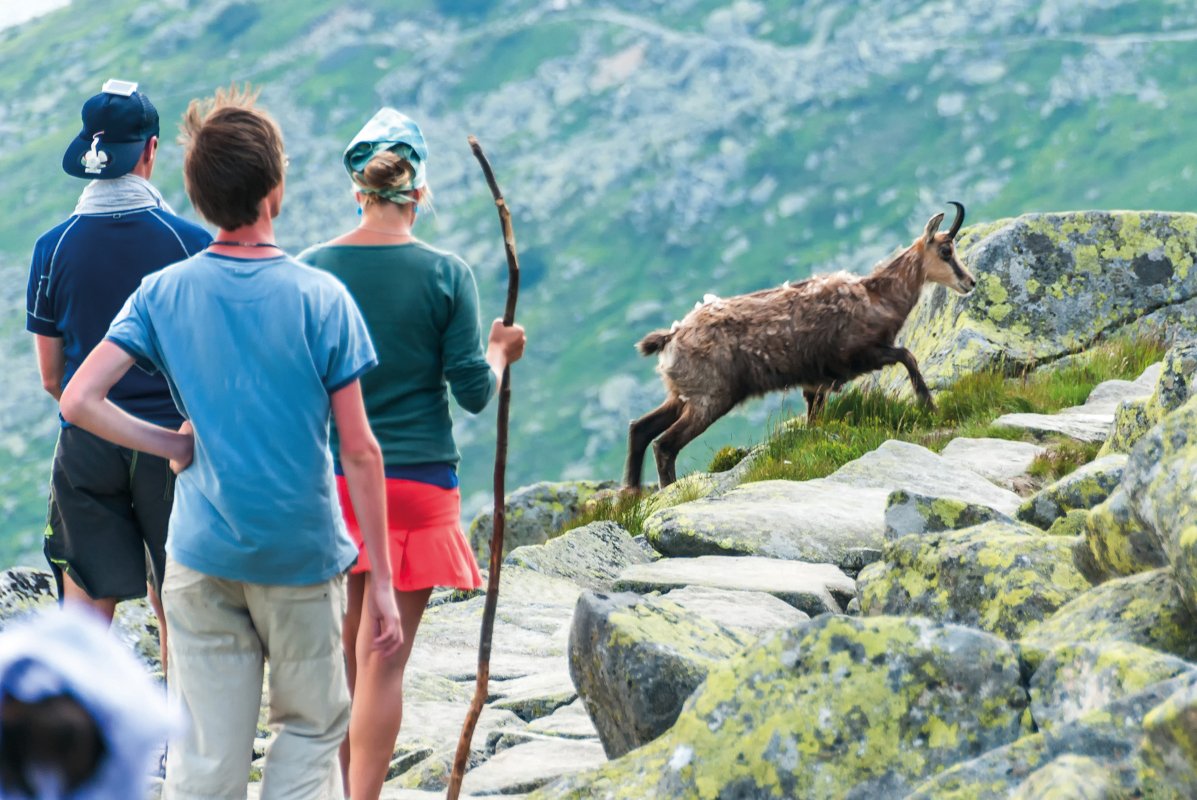 Wanderer stehen in freier Wildbahn vor einer Gams, die auf 4-5 Meter an der Gruppe vorbeizieht