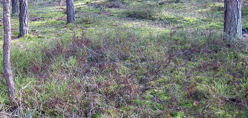 abgestorbene Heidelbeere