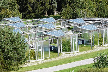 olivenbaum-pflege topf Olivenbaum auf Stamm kaufen | Olea europaea