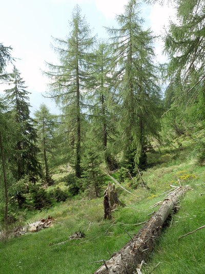 aufgelöster Lärchenwald