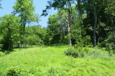 Prairie forestière