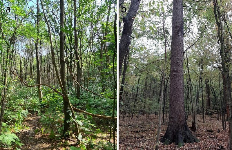 Wald Spätblühende Traubenkirsche