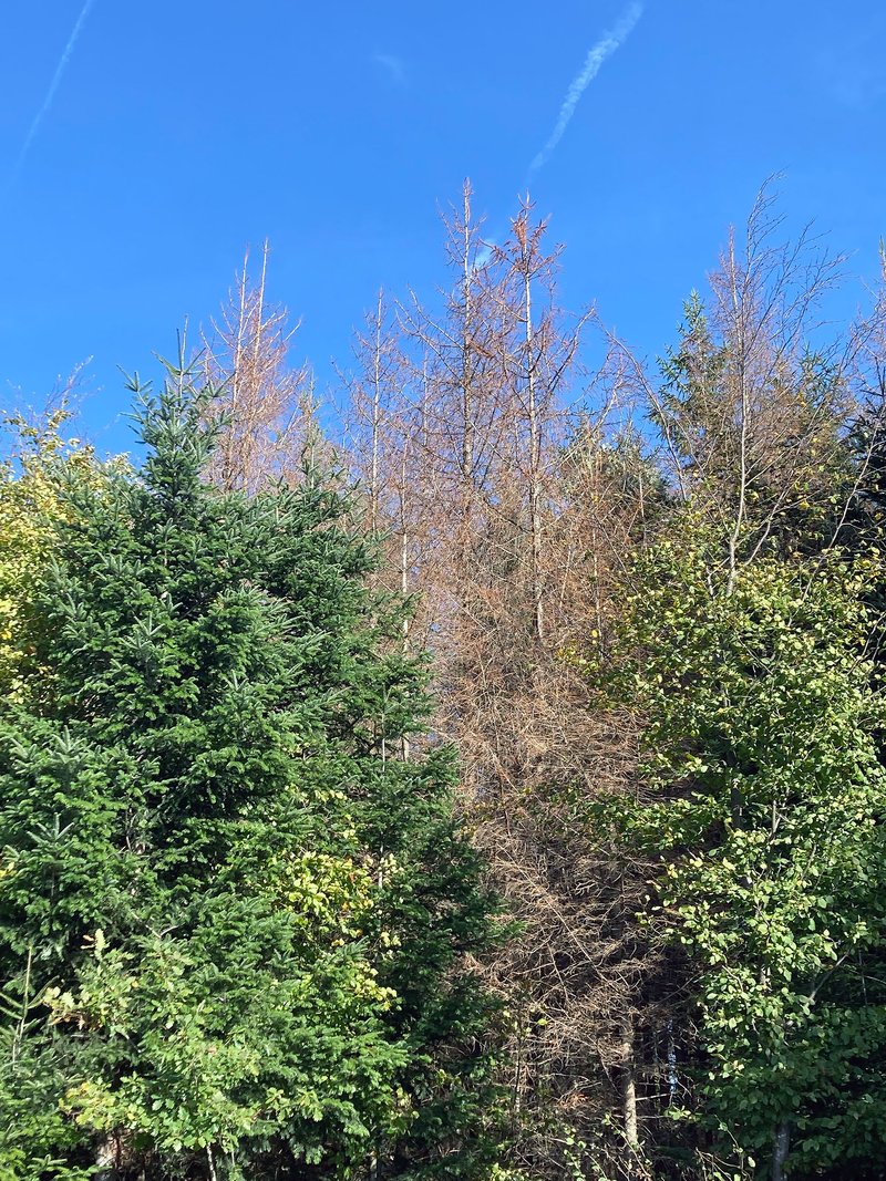 Abb. 1: Durch Kupferstecher in einem Mischbestand herausselektierte Fichten (Foto: FVA BW/Delb, Südschwarzwald, 25.10.2022).