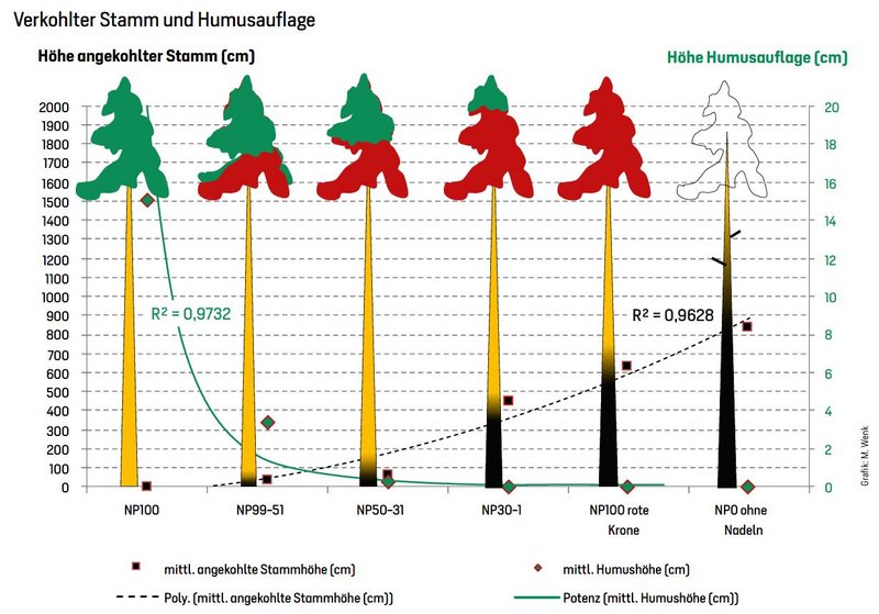 Grafik: Nach einem Großbrand im Baumholz verbliebene mittlere Humusauflage und Höhe des angekohlten Stammes unter Berücksichtigung des verbliebenen Grünnadel-Anteils 