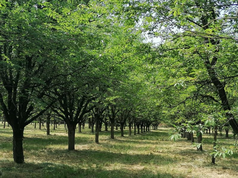 Forstliche Samenplantage mit einer Reihe von Laubbäumen