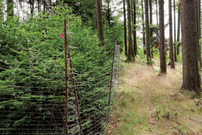 Umzäunter Jungwaldbestand als Schutz vor Wildverbiss