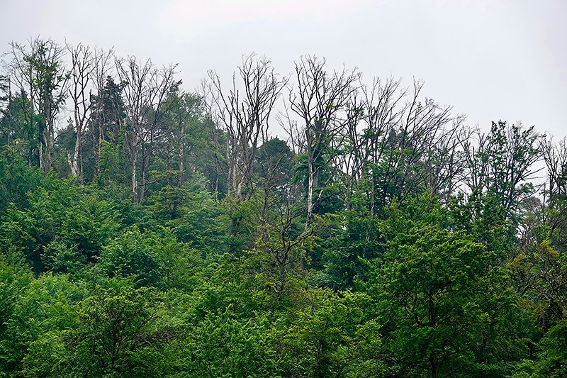 Die Buche im Klimawandel: Ein Update nach 20 Jahren Forschung 1 Die Buche im Klimawandel: Ein Update nach 20 Jahren Forschung