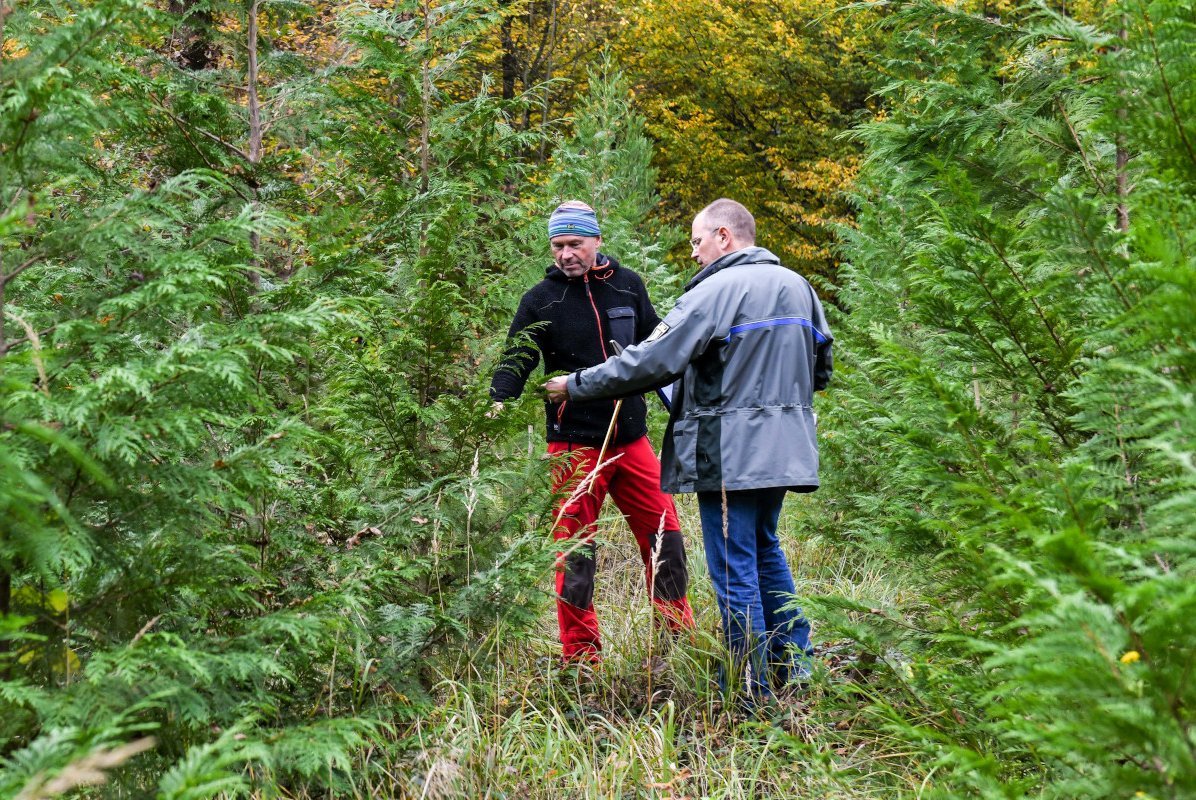Zwei Mitarbeiter der Forstverwaltung bei der Überprüfung eines Anbauversuches mit Lawson Scheinzypresse.