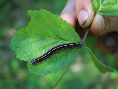 Raupe auf einem Blatt