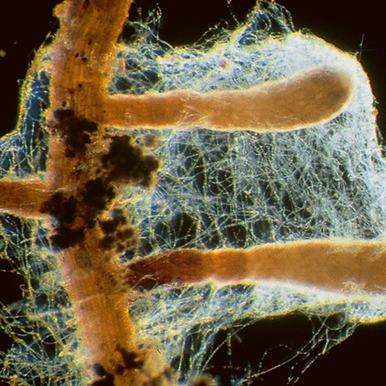 Mykorrhizapilze auf dem Rückzug was bedeutet das für den Wald?