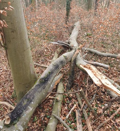 Frisch abgebrochener Buchenstarkast mit Pilzbefall durch die Pfennig-Kohlenkruste, die sich mit ihren schwarzen kohlenartigen Stromata abzeichnet und eine schnell fortschreitende Weißfäule verursacht (Foto: FVA BW/Burger).