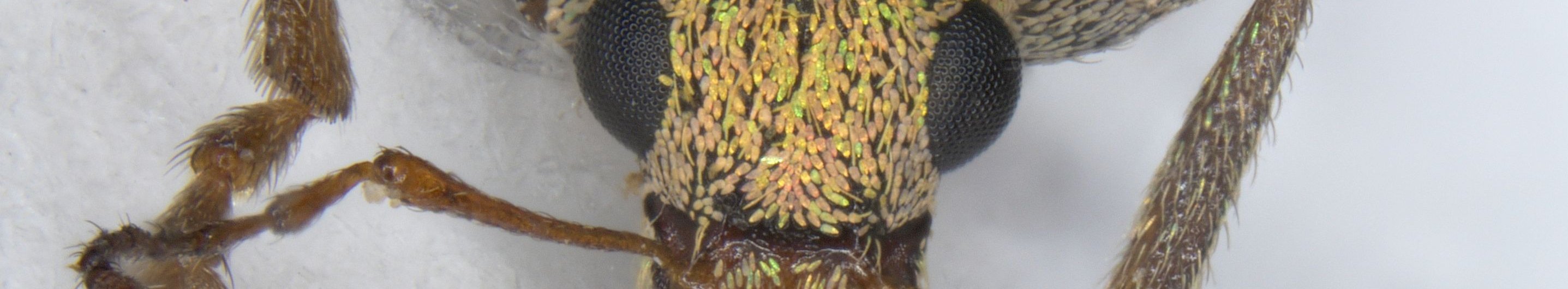 Grüner Rüsselkäfer Pachyrhinus lethierryi in Großaufnahme
