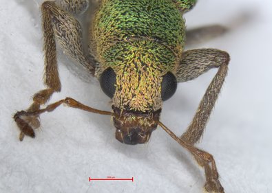 Großaufnahme von Pachyrhinus lethierryi