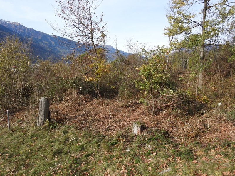 abgeschlossenen selektive Waldrandpflege