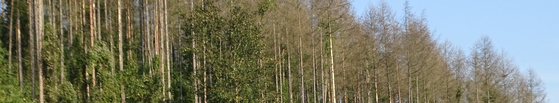 Durch Lärchenborkenkäfer geschädigter Wald