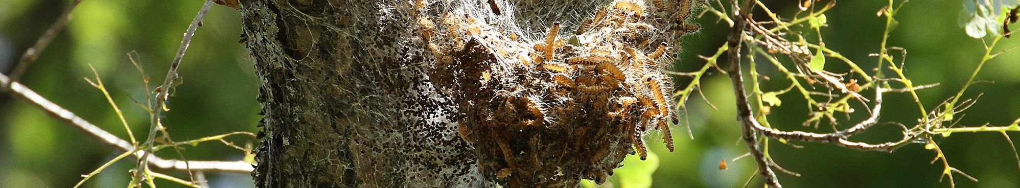 Nids de soie de la chenille processionnaire du chêne