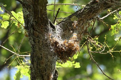 Nid de la processionnaire du chêne