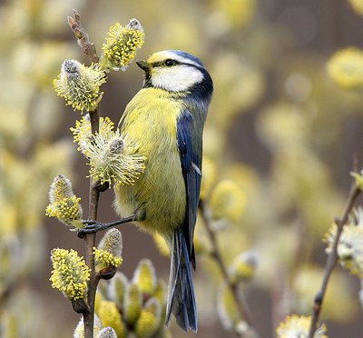 blue tit on a goat willow