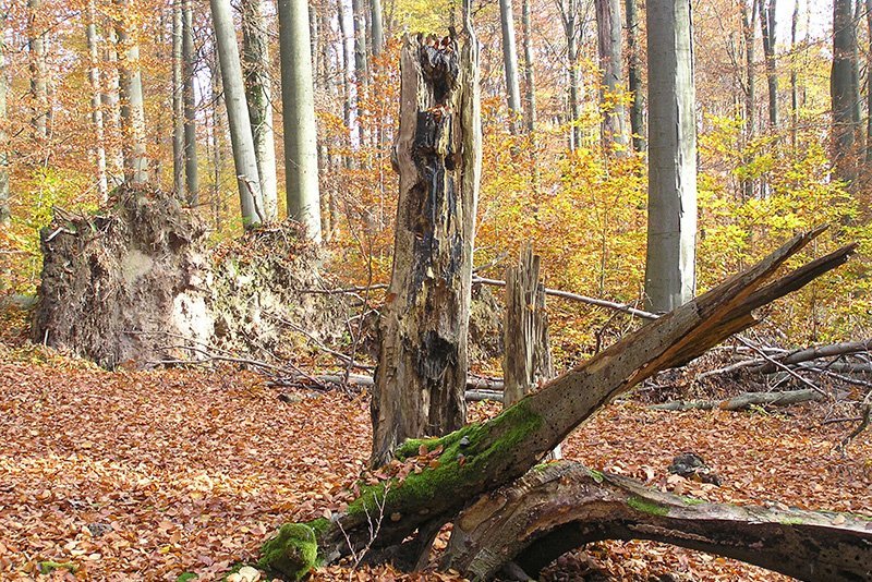 Biotopbäume – wertvoller Lebensraum im Wald